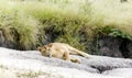 Lovely lioness resting on the warm stone