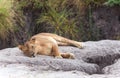 Lovely lioness resting on the warm stone in the savannah at a Tarangire National Park