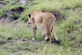 Lovely lioness walking on the savannah in a park Tarangire