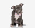 lovely little american bully dog with pink bandana looking forward