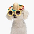 lovely little bichon dog with sunglasses and hat looking away Royalty Free Stock Photo