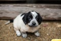 Lovely Little black and white puppy in a wooden box is asking to be adopted with hope. Royalty Free Stock Photo