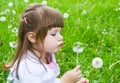 Lovely little blond little girl blowing a dandelion Royalty Free Stock Photo