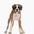 lovely little boxer puppy looking forward and standing