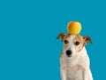 Dog with an apple on head Royalty Free Stock Photo