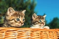 Lovely little frightened kittens peeking out of the basket, outdoors