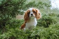 Lovely little girl puppy cavalier king Charles spaniel sits surrounded by delicate coniferous greenery. Blenheim. Pets. Royalty Free Stock Photo