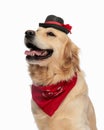 lovely little golden retriever dog with hat and red bandana panting Royalty Free Stock Photo