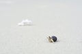 Hermit crab on the beautiful fine sand beach background Royalty Free Stock Photo