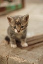 Lovely little kitten walk outdoor. Closeup portrait Royalty Free Stock Photo