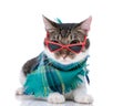 lovely little metis kitty with sunglasses wearing blue plaid scarf