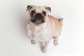 Lovely little mops puppy with big eyes looking up and being curious