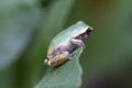 Pine Barrens Tree Frog - Dryophytes andersonii Royalty Free Stock Photo