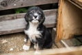 Lovely Little puppy with tonque out in a wooden box is asking to be adopted with hope. Royalty Free Stock Photo