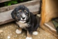 Lovely Little puppy in a wooden box is asking to be adopted with hope and interest. Royalty Free Stock Photo