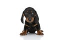 Lovely little teckel dachshund dog looking to side Royalty Free Stock Photo