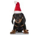 Lovely little teckel dachshund puppy wearing christmas hat Royalty Free Stock Photo