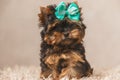 Lovely little yorkshire terrier dog with blue bow on head sitting Royalty Free Stock Photo