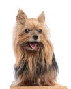 lovely little yorkshire terrier puppy sticking out tongue and panting Royalty Free Stock Photo