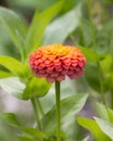 Lovely Little Zinnia Flower Brings Color To Garden Royalty Free Stock Photo