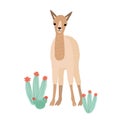 Lovely llama, cria or alpaca isolated on white background. Cute funny wild South American animal grazing among cactuses