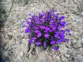 Lovely Lobelia in the Park