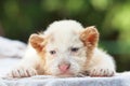 lovely logy baby white tiger Royalty Free Stock Photo