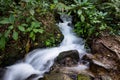 Lovely blurry smooth stream in the middle of the wood of Gede Pangrango Mountain