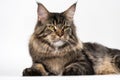 Portrait of mackerel tabby American Longhair Cat looking at camera, lying on white background Royalty Free Stock Photo