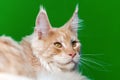 Maine Shag Cat. Portrait of red tabby domestic cat lying on green and light blue background