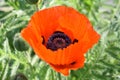 Lovely Look at a Budding and Blooming Oriental Poppy