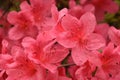 Lovely Look at a Flowering Pink Azalea Bush
