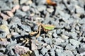 Lovely Look at a Grasshopper on Stones Royalty Free Stock Photo