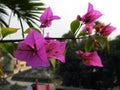 A lovely look of Pink Bougainvillea flowers in my roof-top garden