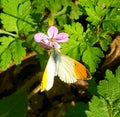 Lovely looking butterfly attends a small woodlands flower