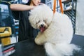 Lovely looking poodle licking his fur in pet salon