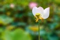 Lovely Lotus Flower Brightly Bloom in a Natural Tropical Pond