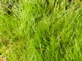 Lovely Lush Bright Green Grass with Lots of Light and Colour and