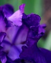 Lovely Lush Purple Iris Petals Royalty Free Stock Photo