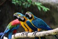 Lovely macaws on the branch
