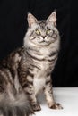 Lovely mackerel fluffy tabby Maine Coon Cat sitting on black and white background and looking at camera Royalty Free Stock Photo