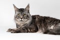 Lovely Maine Coon Cat. Portrait of mackerel tabby American Longhair Cat lying and looking at camera Royalty Free Stock Photo