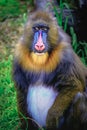 Lovely Mandril primate monkey resting, shy eyes, Congo, Africa Equatorial