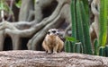 Lovely meerkat playing on branch Royalty Free Stock Photo