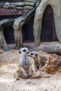 Lovely meerkat playing on sand Royalty Free Stock Photo