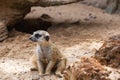 Lovely meerkat playing on sand Royalty Free Stock Photo