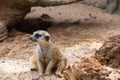 Lovely meerkat playing on sand