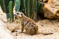 Lovely meerkat playing on sand