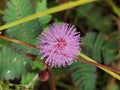 A lovely Mimosa pudica Royalty Free Stock Photo