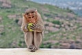 Lovely Monkey Enjoy Eating Lemon